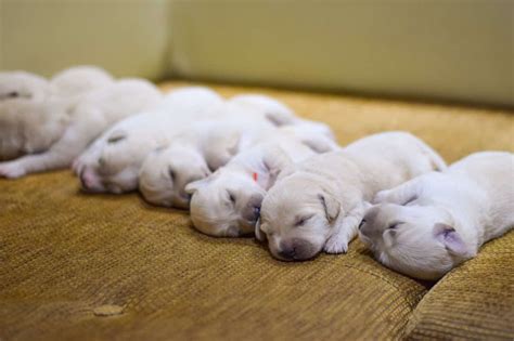 Dream puppies - Nov 17, 2023 · Well, according to biblical symbolism, puppies represent innocence, purity, childlike faith, trust in God, new beginnings, and fresh starts. It’s a positive symbol that can bring hope and encouragement to your waking life. The next time you have a dream about puppies, remember the spiritual significance behind it. 
